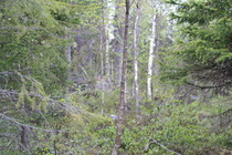 Tähänkö mökki pitäisi rakentaa??
01.06.2009