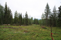 Löytyi sieltä sopiva paikka mökille.
01.06.2009